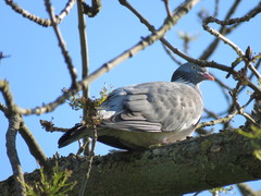 Columba palumbus