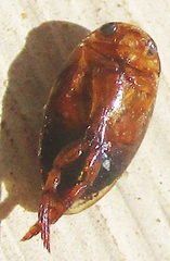 Dytiscoidea