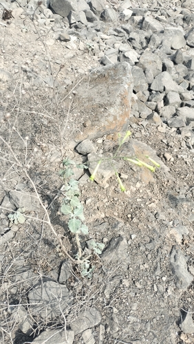 Nicotiana paniculata, photograph 5