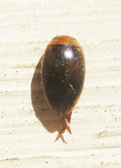 Dytiscoidea