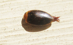 Dytiscoidea
