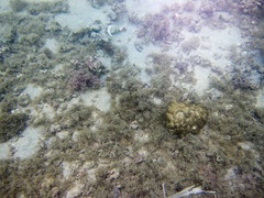 Porites lobata