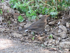 Turdus merula