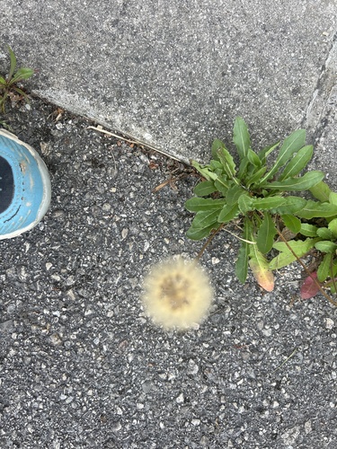 Rough Hawkbit