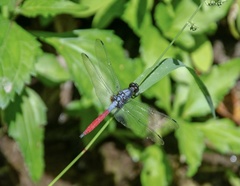 Orthetrum schneideri