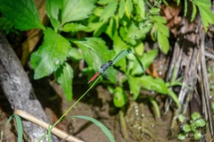 Orthetrum schneideri