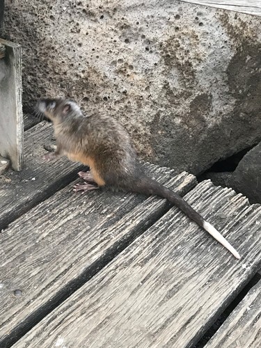 Rakali, photo 9 of 10