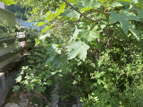 sycamore maple
