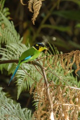 Psarisomus dalhousiae