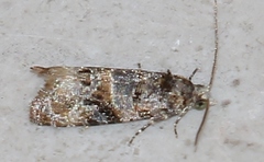 Lobesia botrana