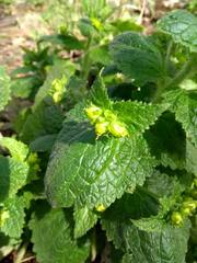 Scrophularia vernalis