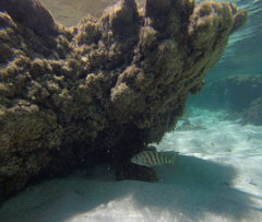 Goniistius rubrolabiatus