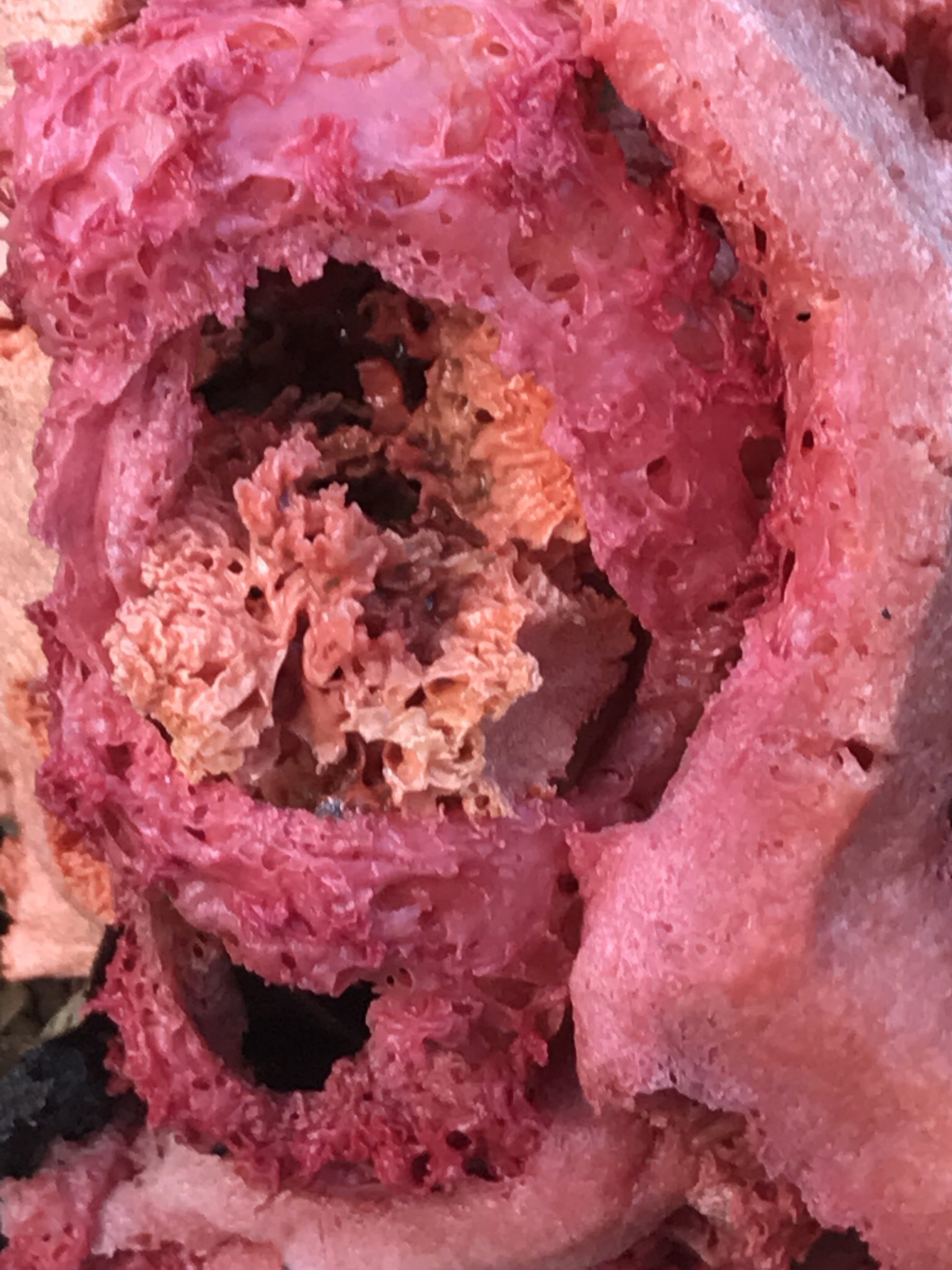 Clathrus ruber image