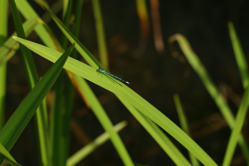 Azure Damselfly