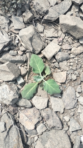 Nicotiana paniculata, photograph 4