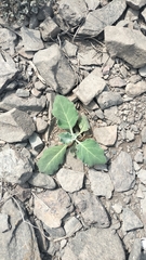 Nicotiana paniculata, photograph (c) Ellky Arteta Paredes, some rights reserved (CC BY)