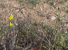 Neogaerrhinum filipes