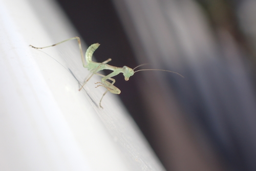 Transcaucasian Giant Mantis