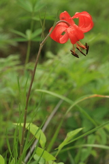Lilium pumilum