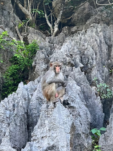 Rhesus Macaque
