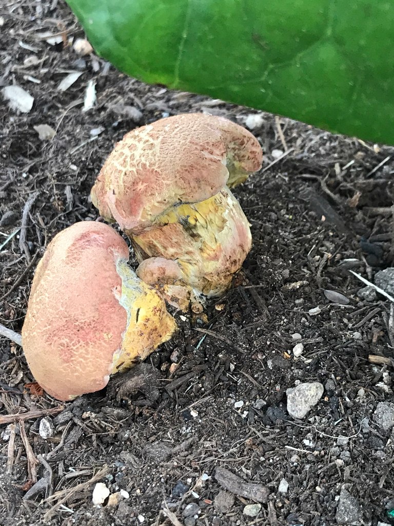 Pulchroboletus rubricitrinus