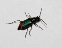 Clanoptilus spinipennis