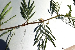 Desmanthus pernambucanus