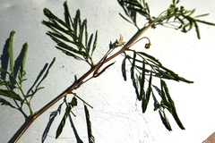 Desmanthus pernambucanus