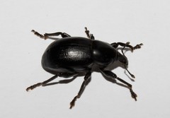 Liparus tenebrioides