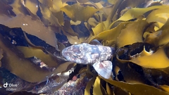 Haploblepharus pictus