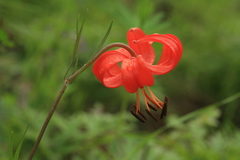 Lilium pumilum