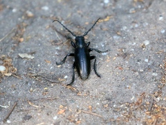 Dorcadion aethiops