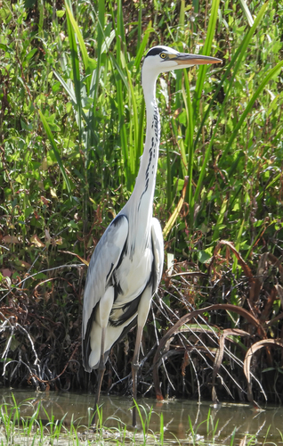 Grey Heron