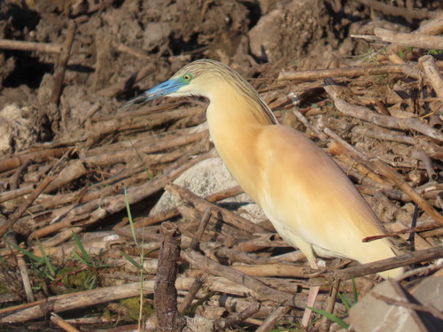 iNaturalist image