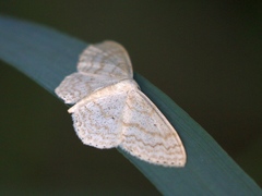 Scopula floslactata