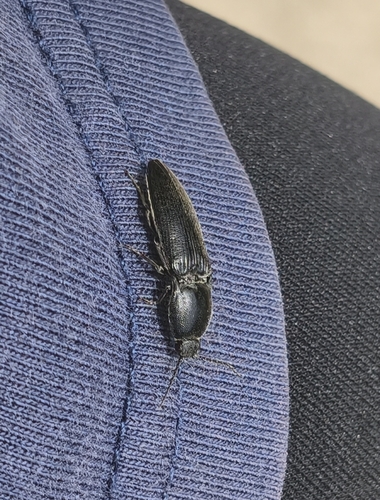 Melanotus cribricollis