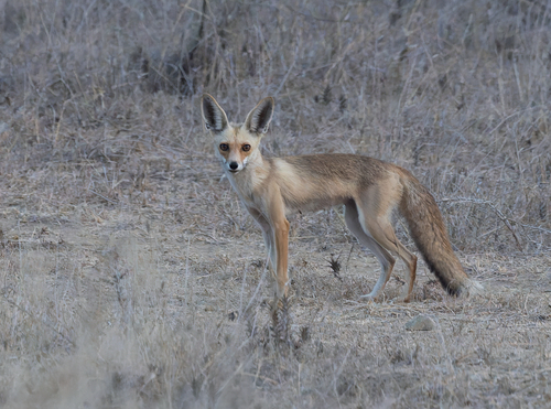 Arabian Red Fox