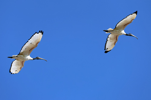 iNaturalist image