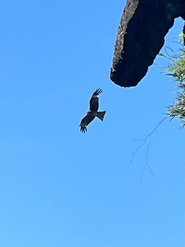 Black Kite