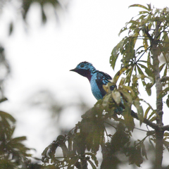 Cotinga cayana