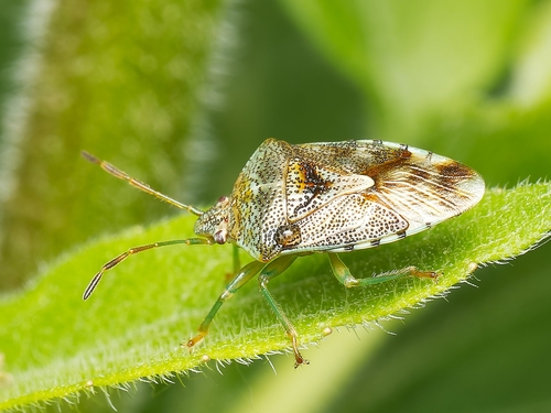 Parent Bug