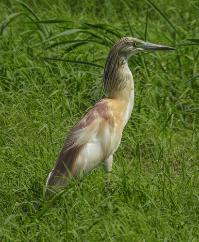Squacco Heron