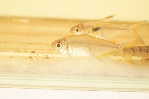 Featherfin tetra (Hemigrammus unilineatus) — Characidae — 5