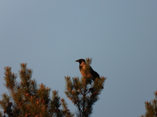 Hooded Crow