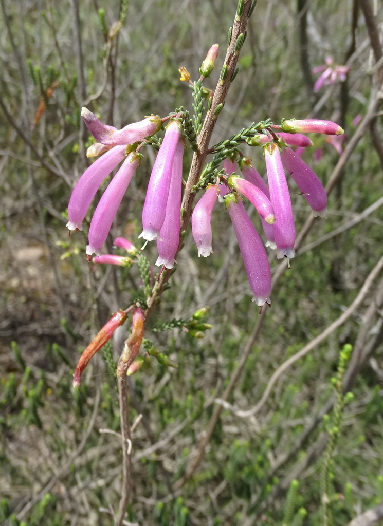 Erica prolata