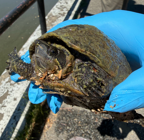Eastern Musk Turtle observed by lovisalden