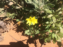 Oenothera grandis
