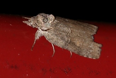 Nycteola asiatica
