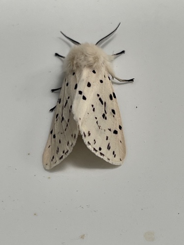 White Ermine