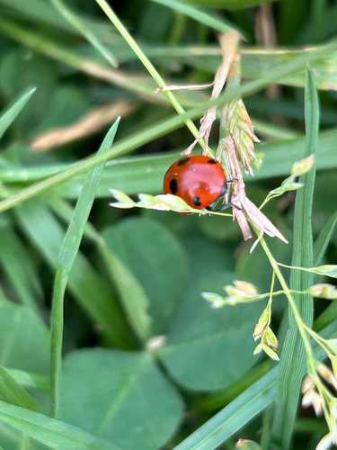 Seven-spotted Lady Beetle